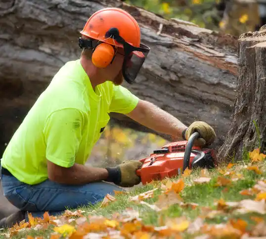 tree services Innsbrook